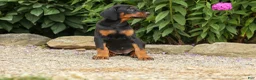 Doberman Pinscher dogs for sale: DAISY - Ad 6