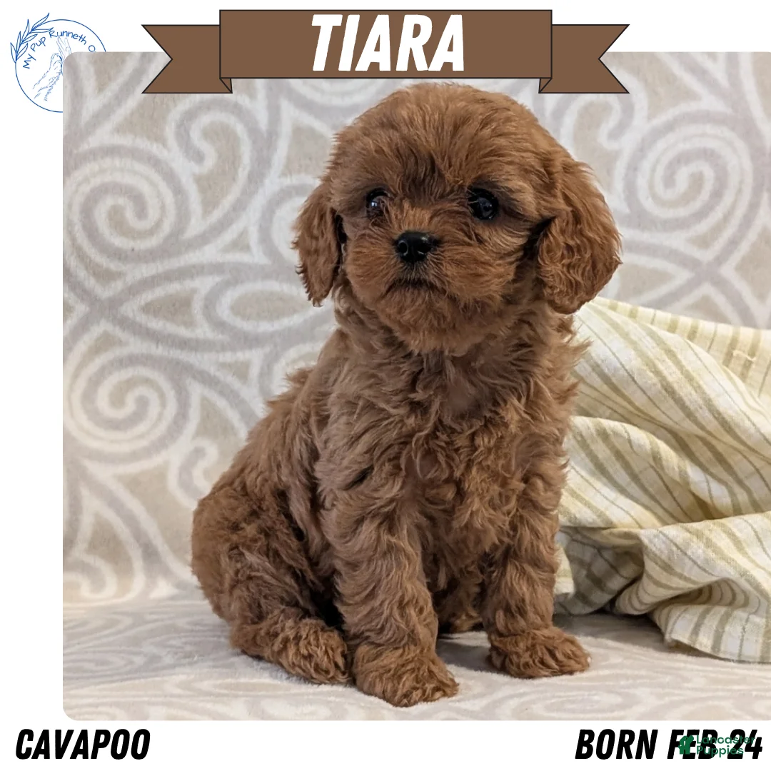 Cavapoo dogs for sale: Tiara - Ad 1