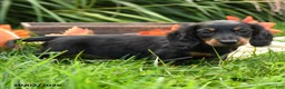Miniature Dachshund dogs for sale: Ulysses - Ad 5