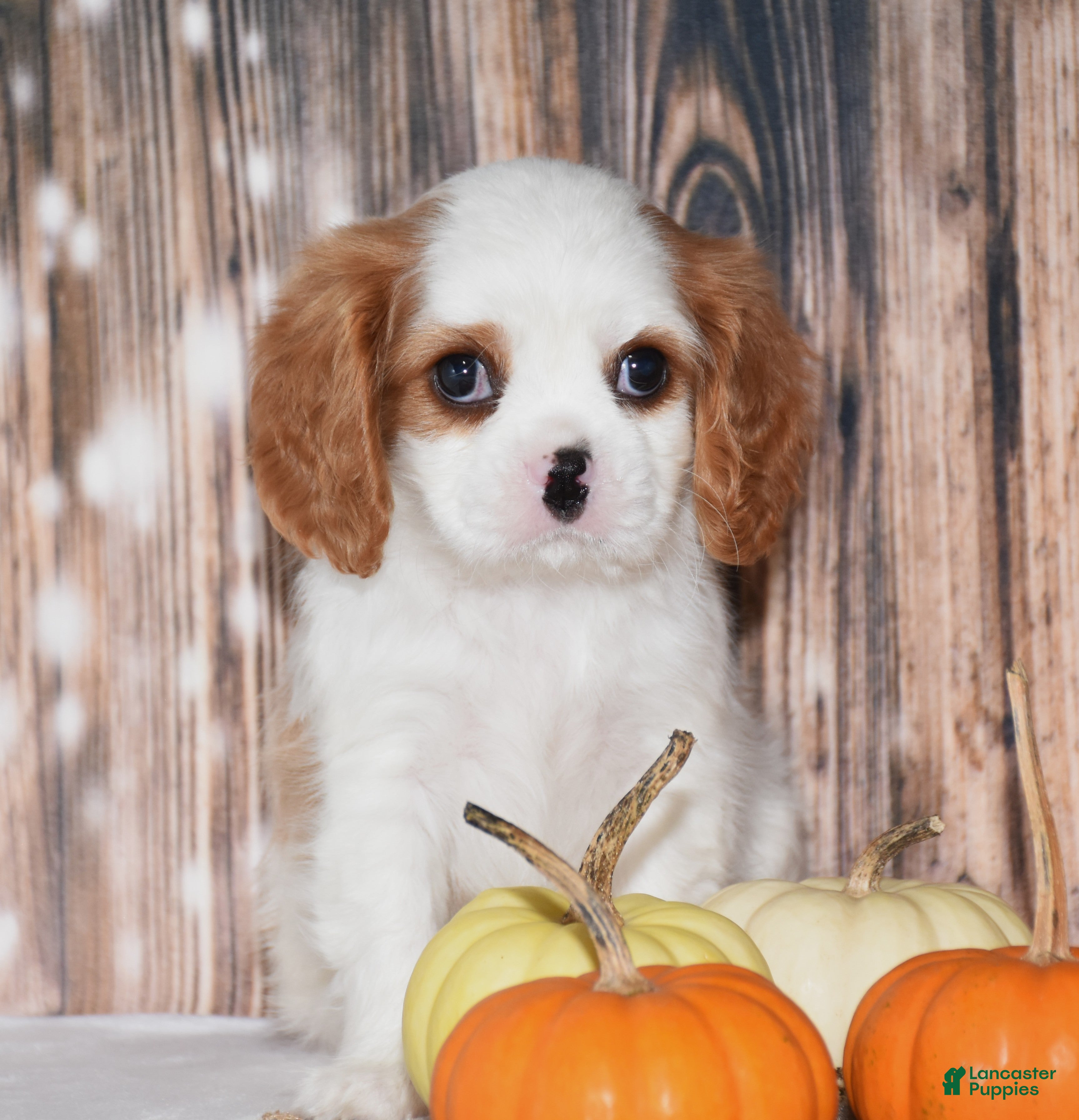 Cavalier King Charles Spaniel dogs for sale: Colby - Ad 2
