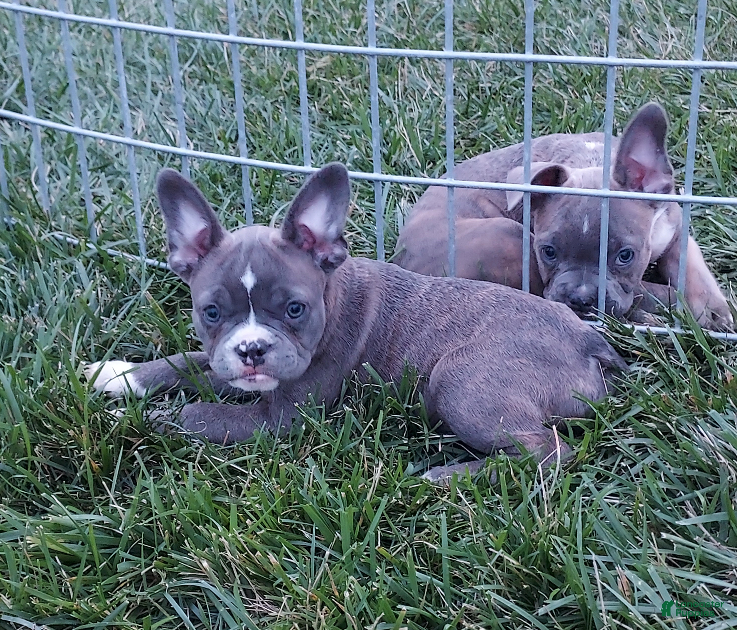 Frenchton dogs Tessa - Ad 2