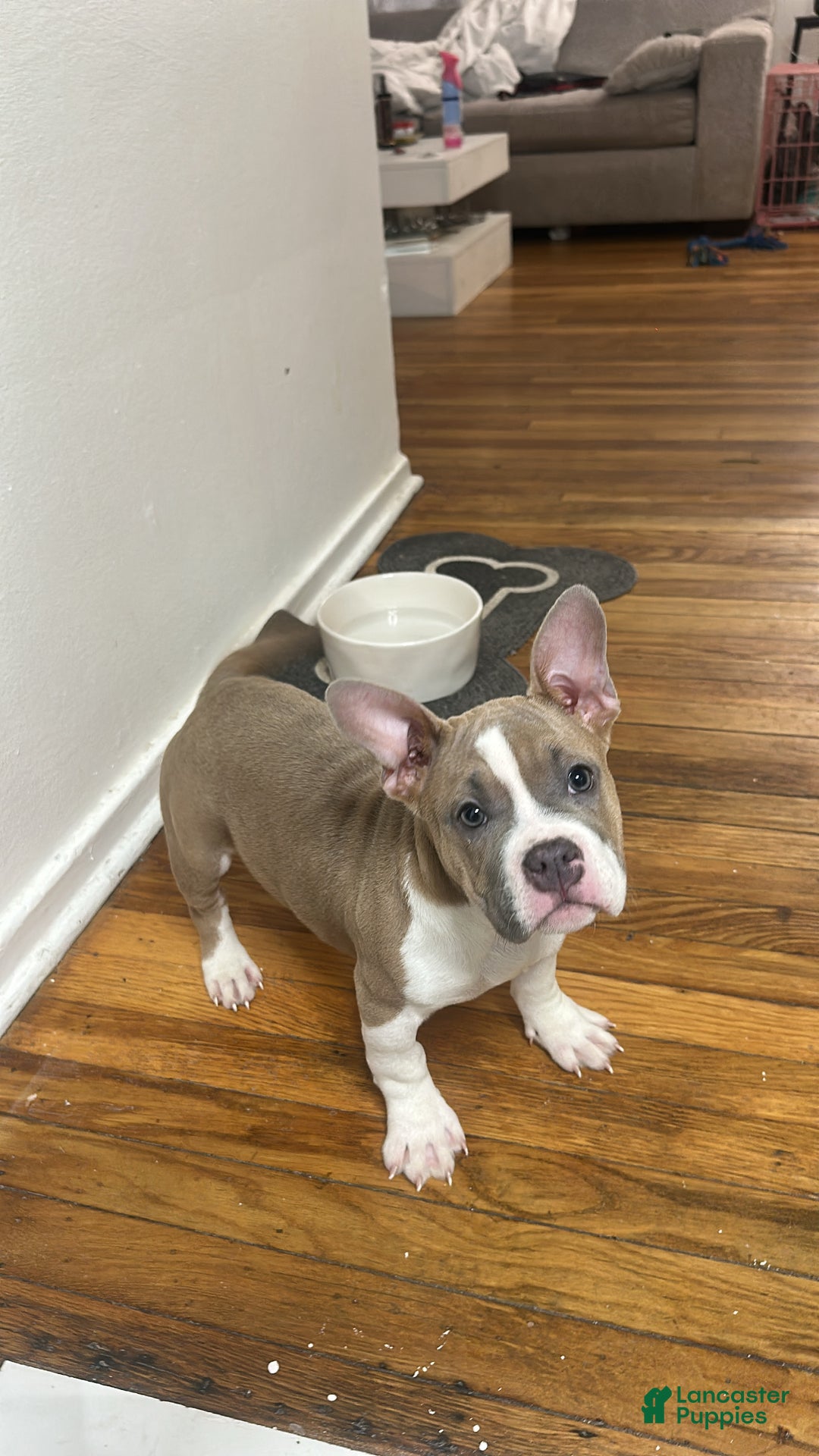American Bully dogs for sale: Queen - Ad 1