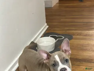 American Bully dogs Queen - Ad 37