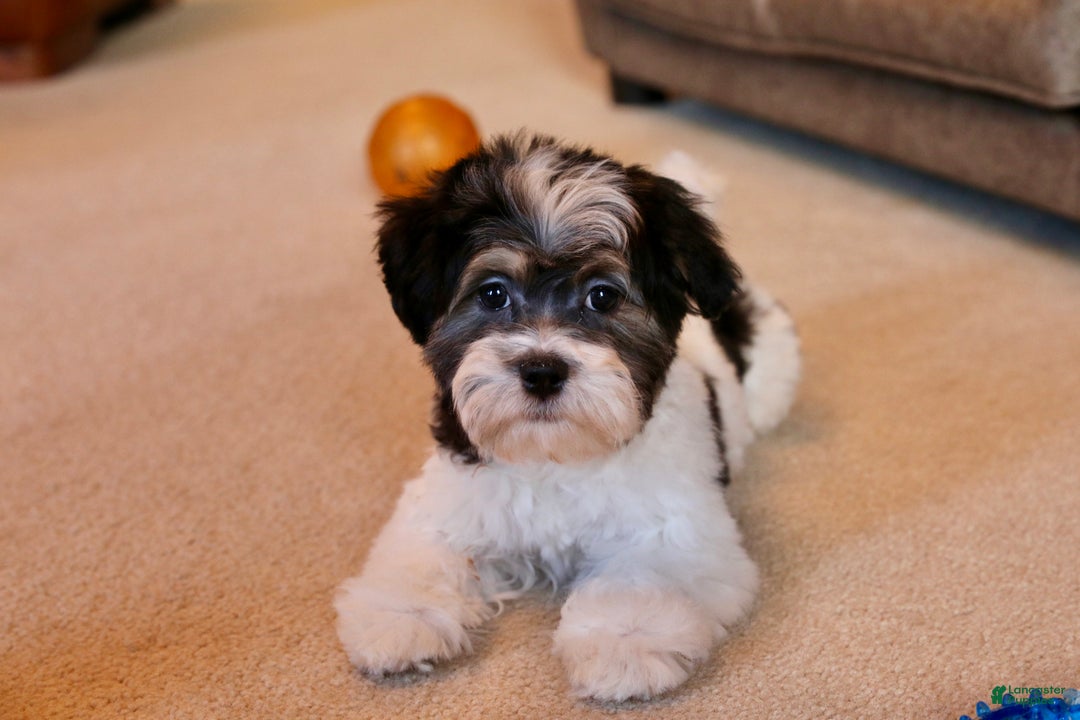 Shihpoo dogs for sale: Mia - Ad 2