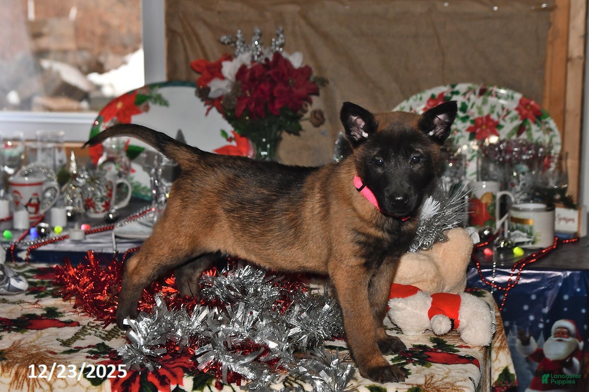 Belgian Malinois dogs Skye - Ad 6