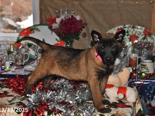 Belgian Malinois dogs Skye - Ad 12