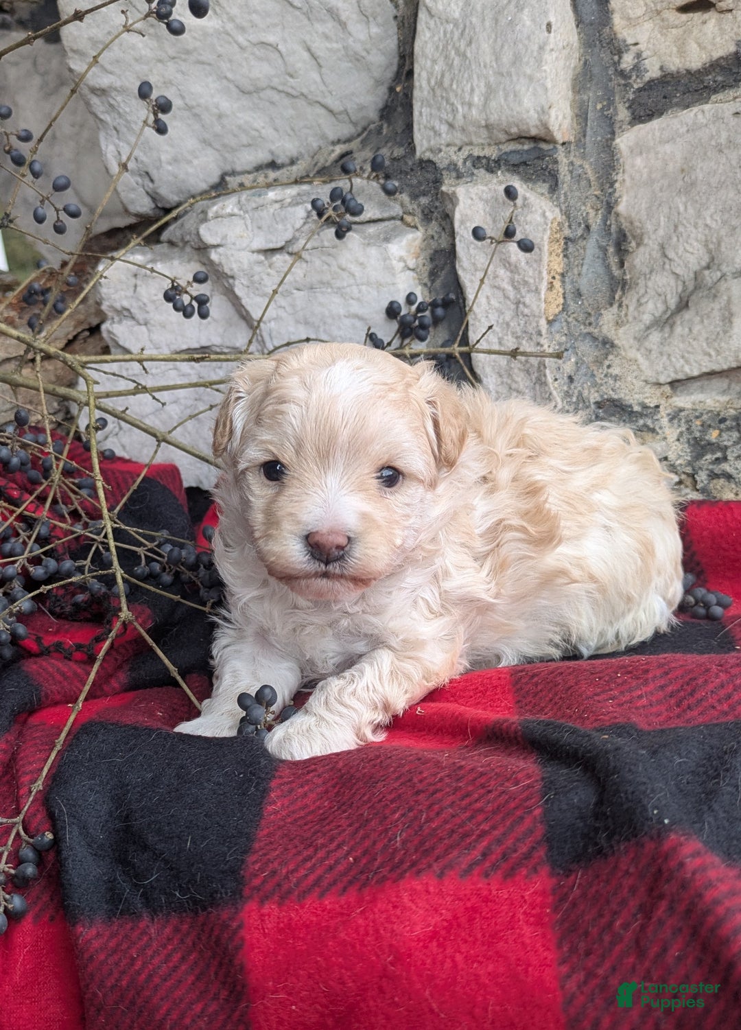 Mini Bernedoodle dogs for sale: Mini Bernedoodle Puppy 1 - Ad 2