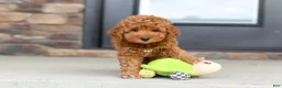 Mini Goldendoodle dogs for sale: Vanessa - Ad 3