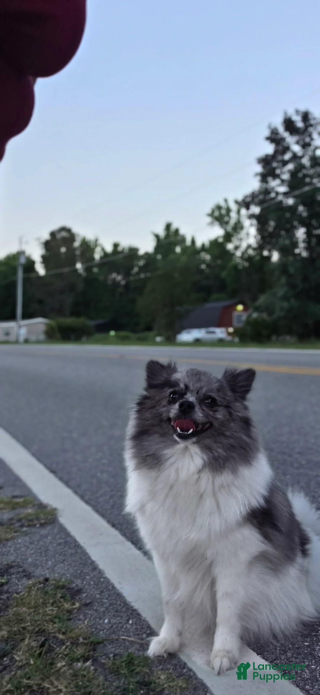 Pomeranian dogs for sale: Pomeranian 5 - Ad 2