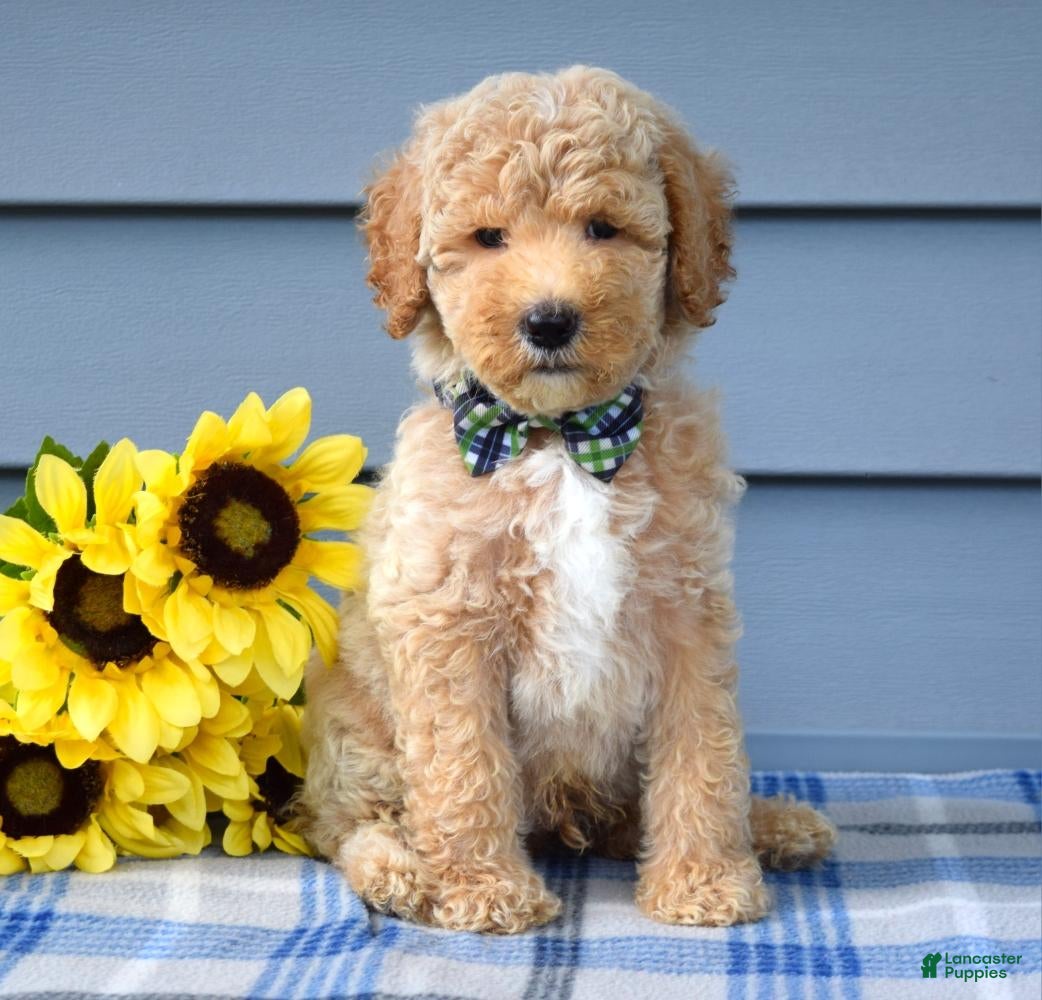 Goldendoodle dogs Hunter - Ad 2