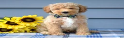 Goldendoodle dogs for sale: Hunter - Ad 2