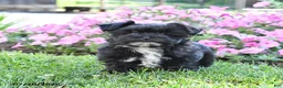 Morkie dogs for sale: Frisky - Ad 2