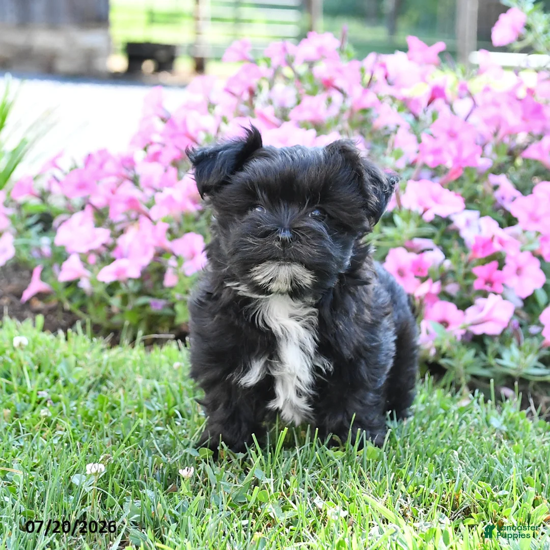 Morkie dogs for sale: Frisky - Ad 2