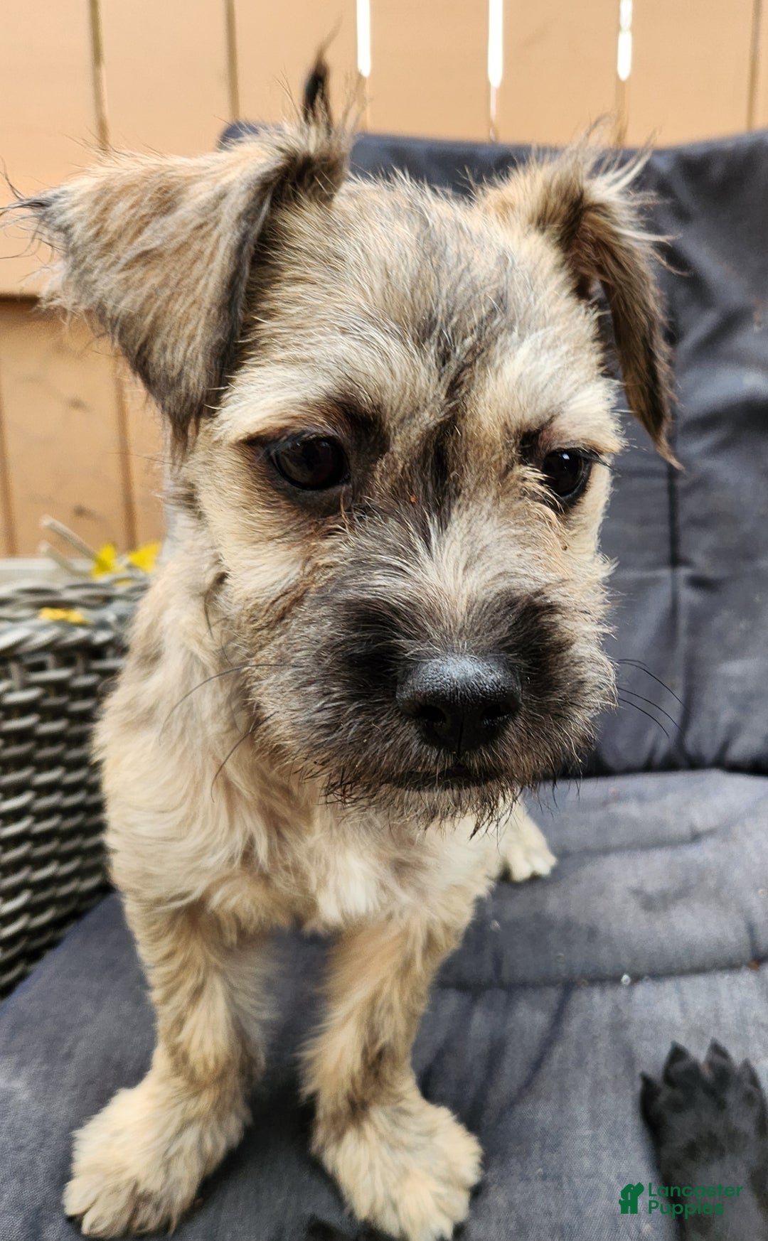 Mixed Breed dogs for sale: Googles - Ad 2