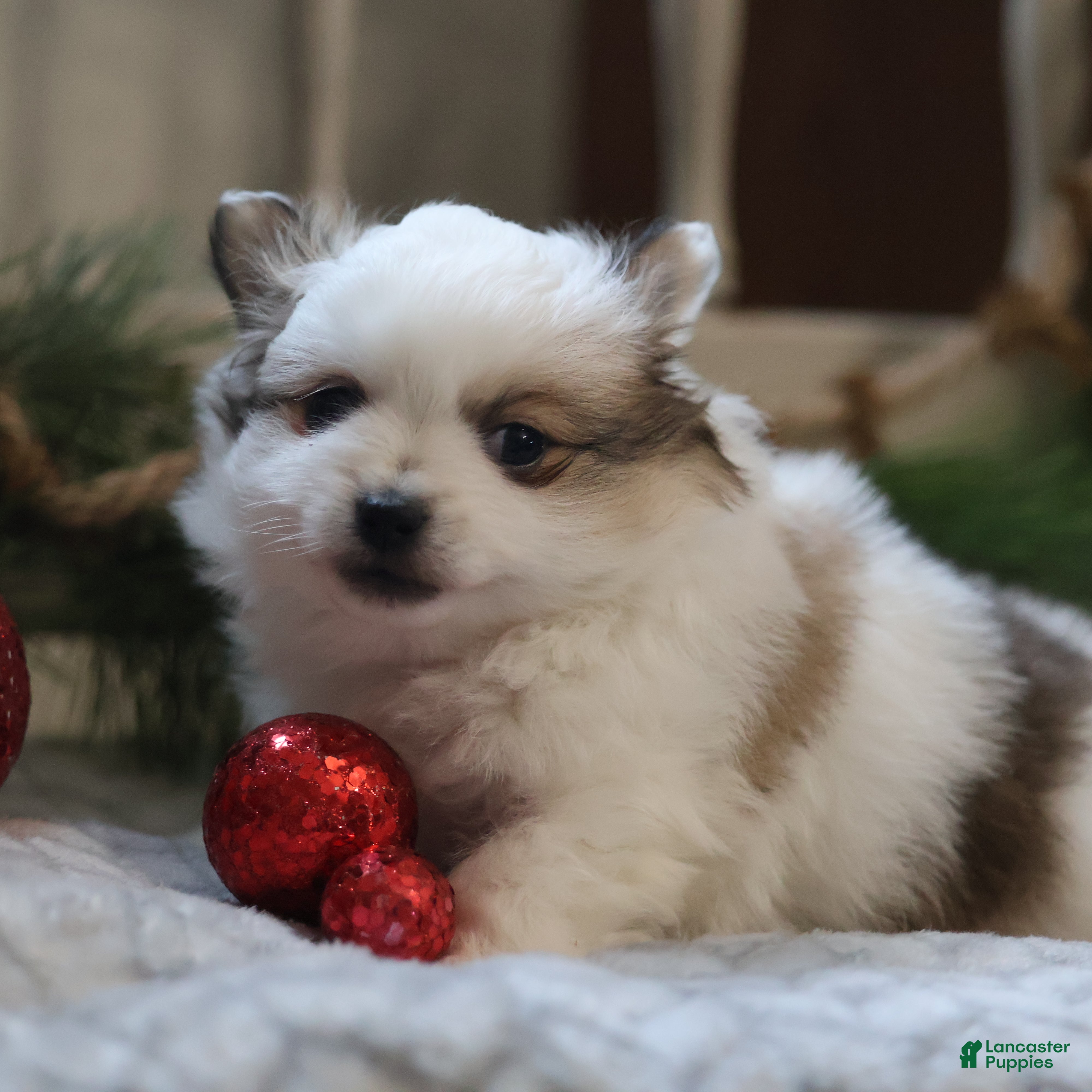 Maltipom dogs Mistletoe - Ad 2