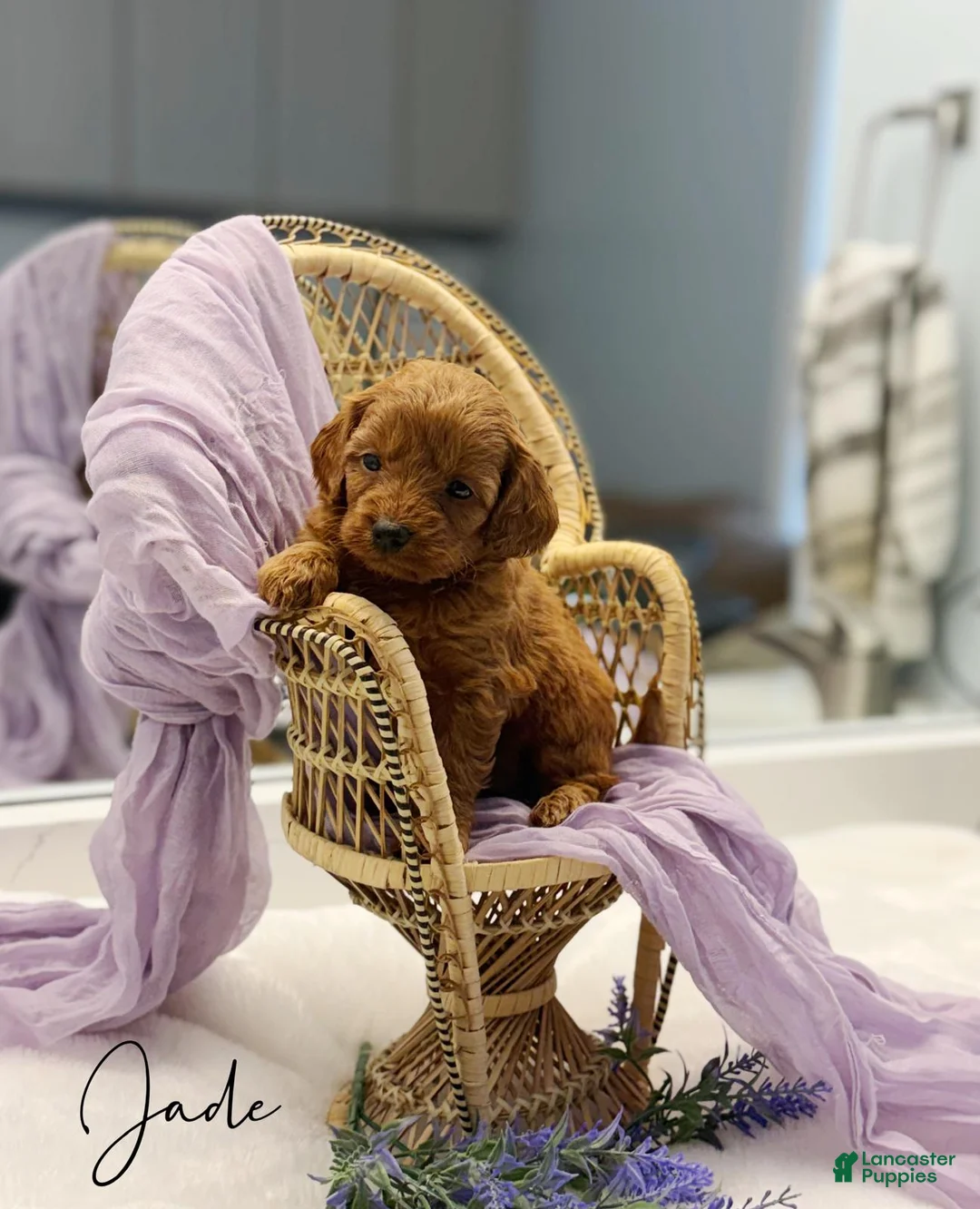Mini Goldendoodle dogs for sale: Jade  - Ad 1