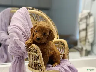 Mini Goldendoodle dogs for sale: Jade - Ad 3