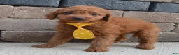 Mini Goldendoodle dogs for sale: Mini Gordon - Ad 8