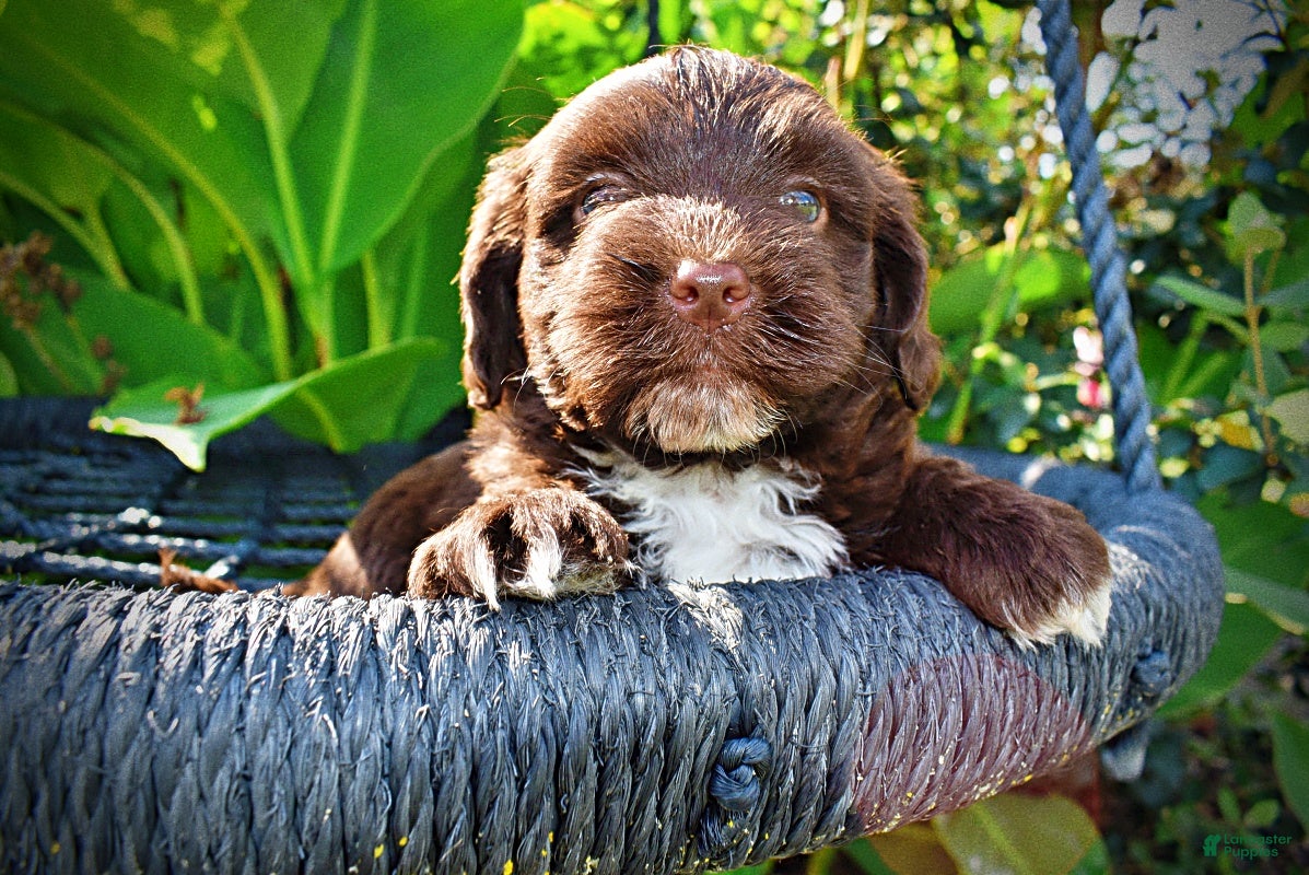 Havapoo dogs Hershey - Ad 2