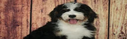 Bernedoodle dogs for sale: Bernedoodle Puppy 2 - Ad 3