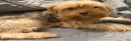Yorkshire Terrier dogs for sale: Cookies and Cream - Ad 31