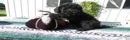 Mini Goldendoodle dogs for sale: Mini Goldendoodle 5 Elly - Ad 3