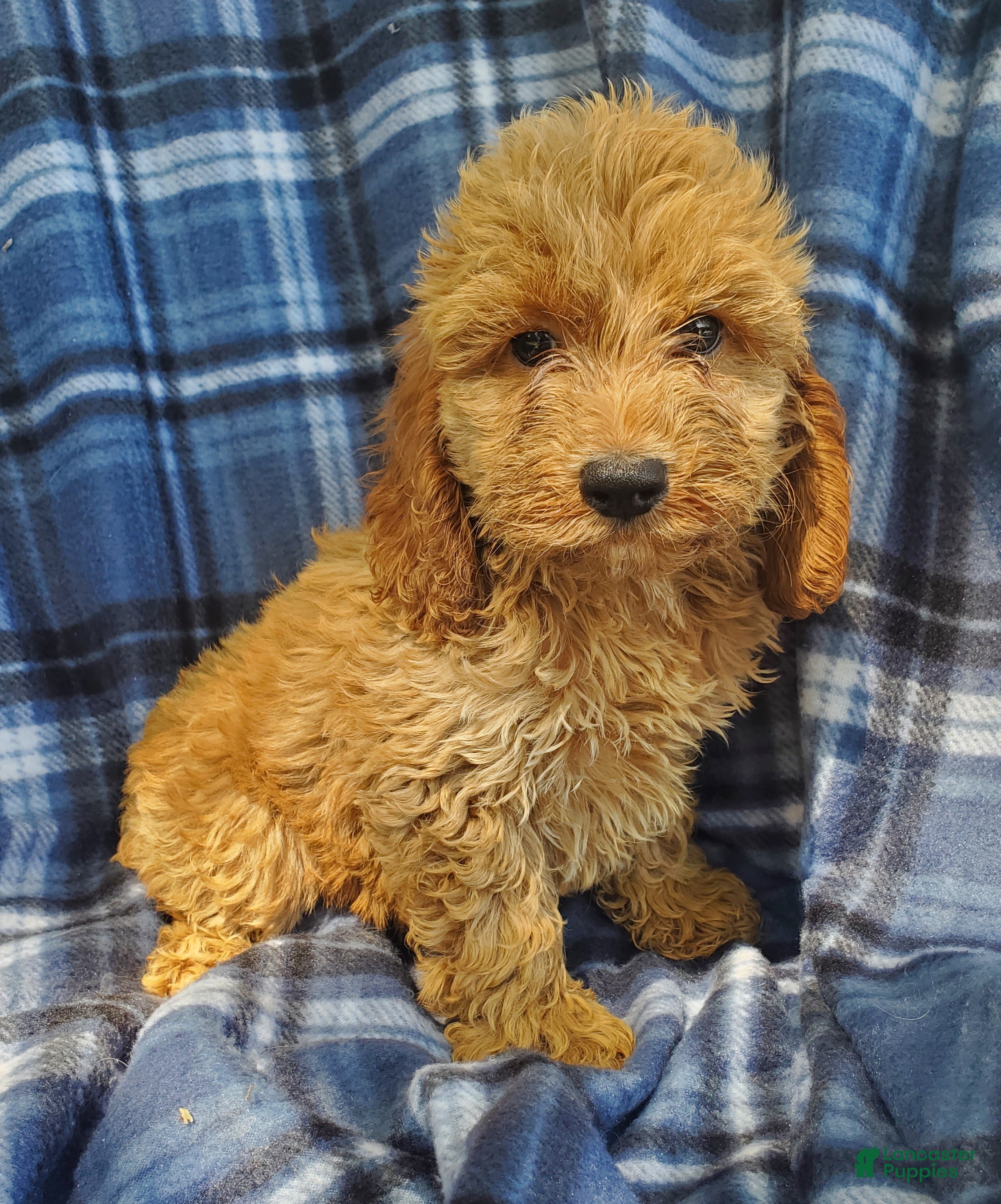 Cockapoo dogs Axel - Ad 1