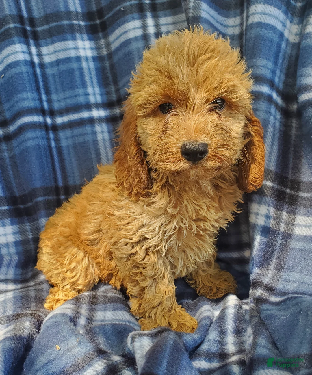 Cockapoo dogs for sale: Axel - Ad 1
