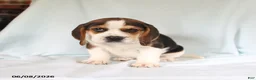 Beagle dogs for sale: Spot - Ad 3