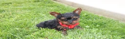 Yorkiepoo dogs for sale: Emmett  - Ad 12