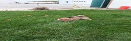 Pomsky dogs for sale: Boy 2 - Ad 2