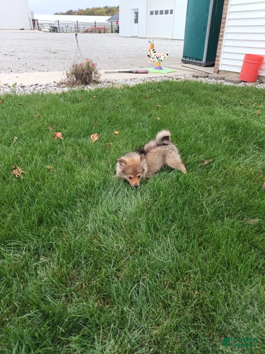 Pomsky dogs for sale: Boy 2 - Ad 2