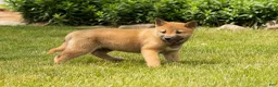Shiba Inu dogs for sale: Jake - Ad 13