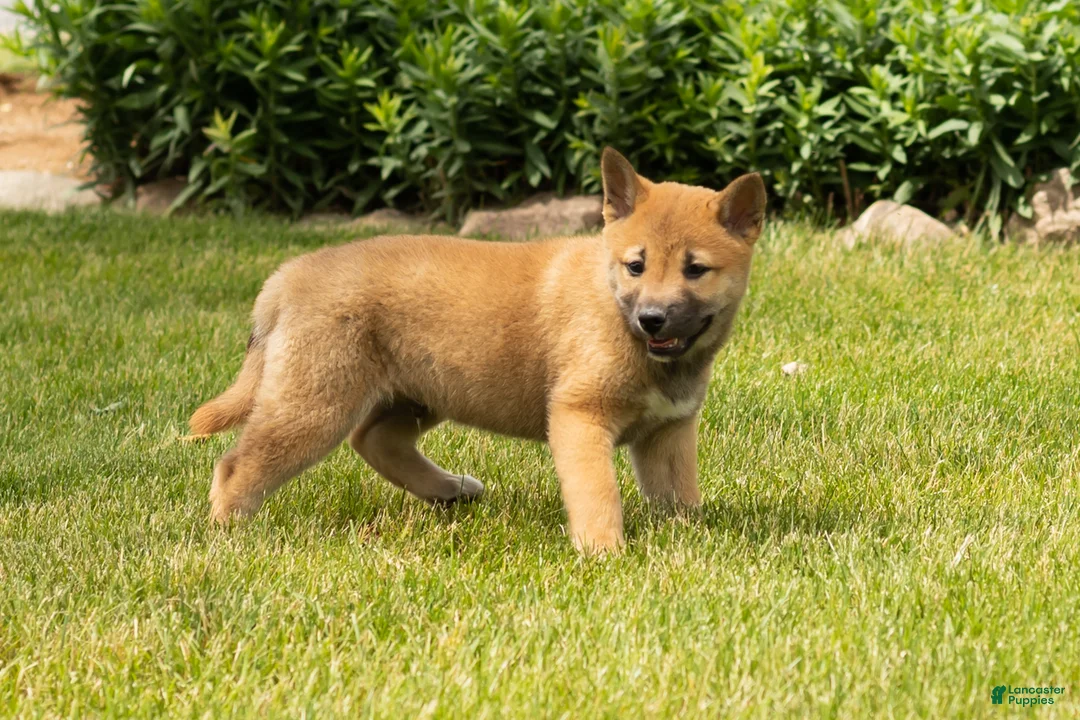 Shiba Inu dogs for sale: Jake - Ad 13