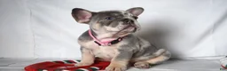 French Bulldog dogs for sale: Trixie - Ad 18