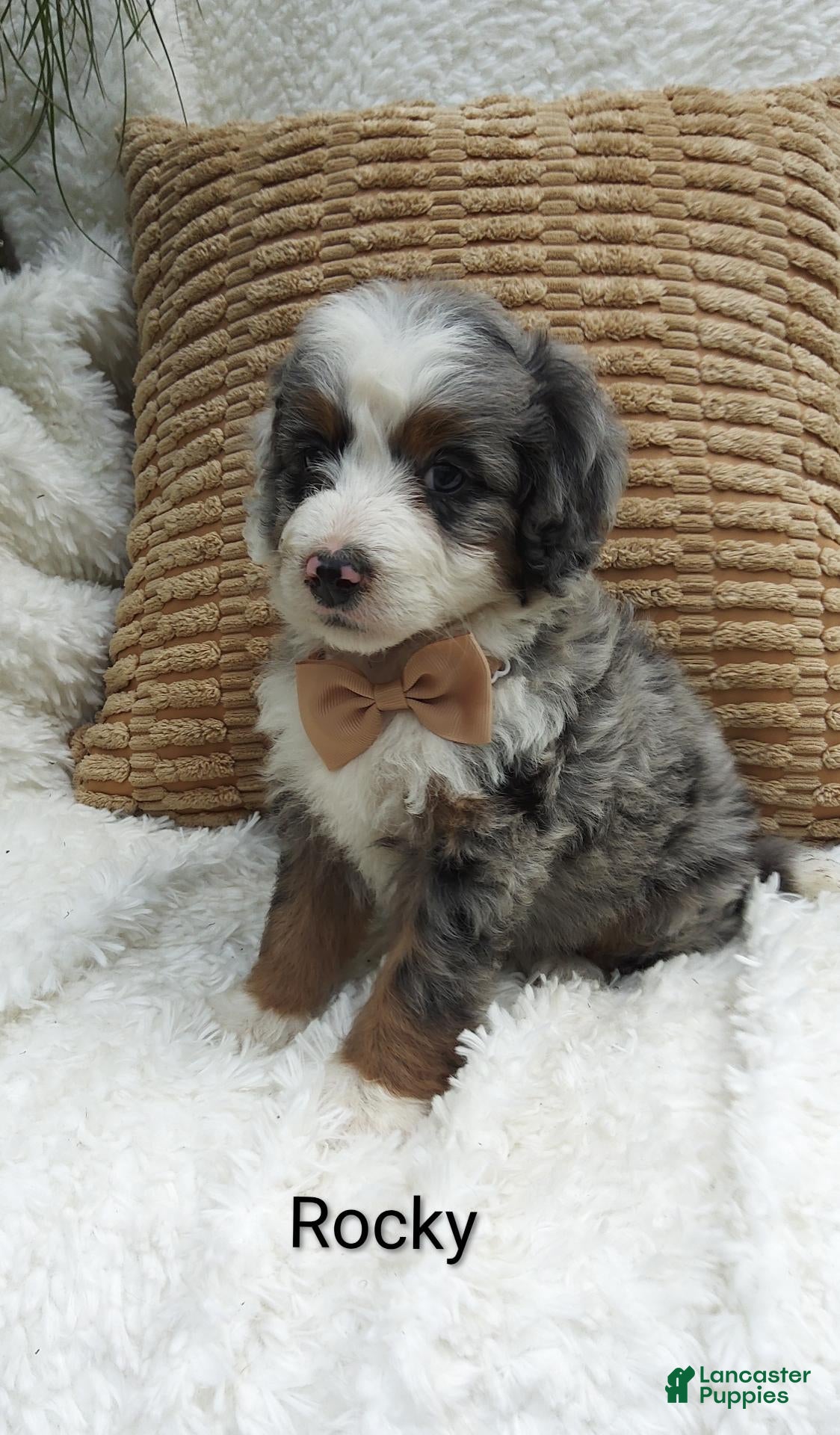 Mini Bernedoodle dogs Rocky  - Ad 8