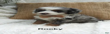 Rocky 
