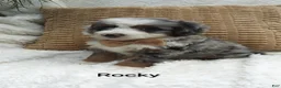 Mini Bernedoodle dogs for sale: Rocky  - Ad 1