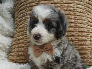 Mini Bernedoodle dogs Rocky - Ad 34