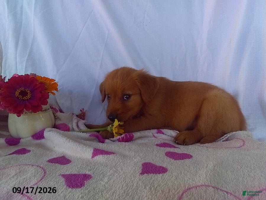 Golden Retriever dogs Aster - Ad 28