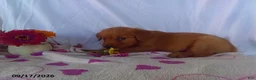 Golden Retriever dogs for sale: Aster - Ad 1