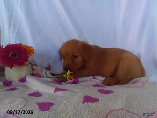 Golden Retriever dogs Aster - Ad 28