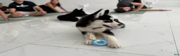Siberian Husky dogs for sale: Princess - Ad 4