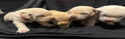 Labrador Retriever dogs for sale: Simon (blue)  - Ad 12