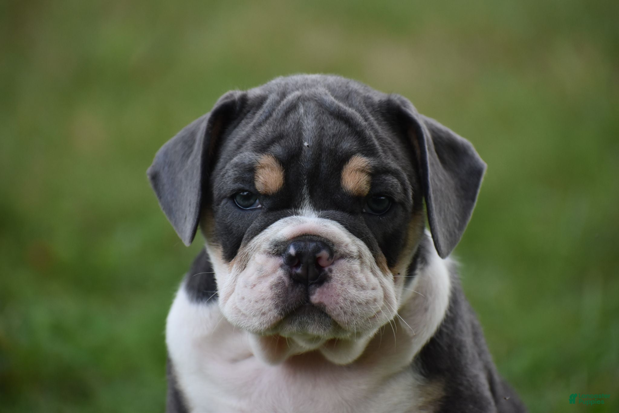 Beabull dogs Indy - Ad 2