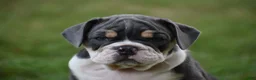 Beabull dogs for sale: Indy - Ad 2