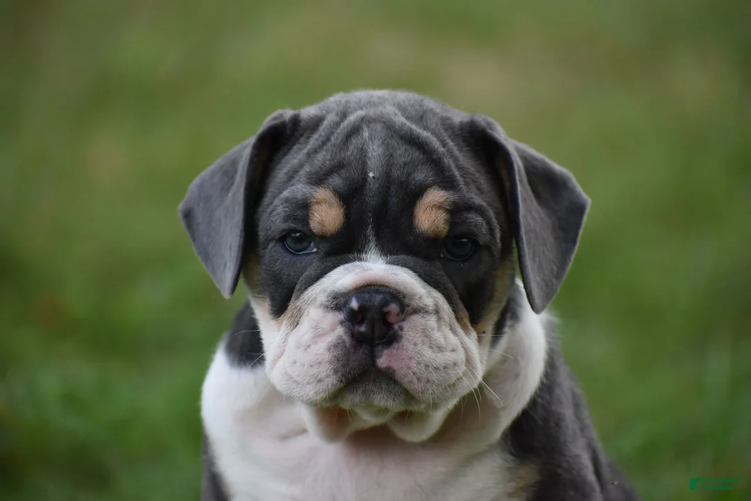 Beabull dogs for sale: Indy - Ad 2