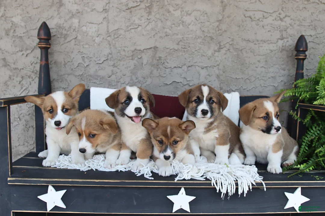 Welsh Corgi Pembroke dogs for sale: Loki - Ad 2