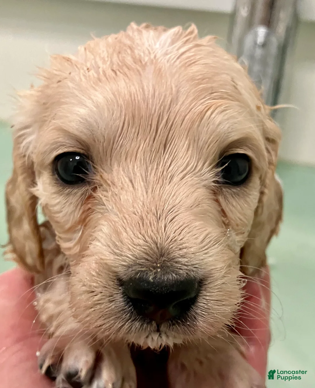 Miniature Dachshund dogs for sale: BABY KIWI OF SAINT CLOVERVILLE - Ad 2