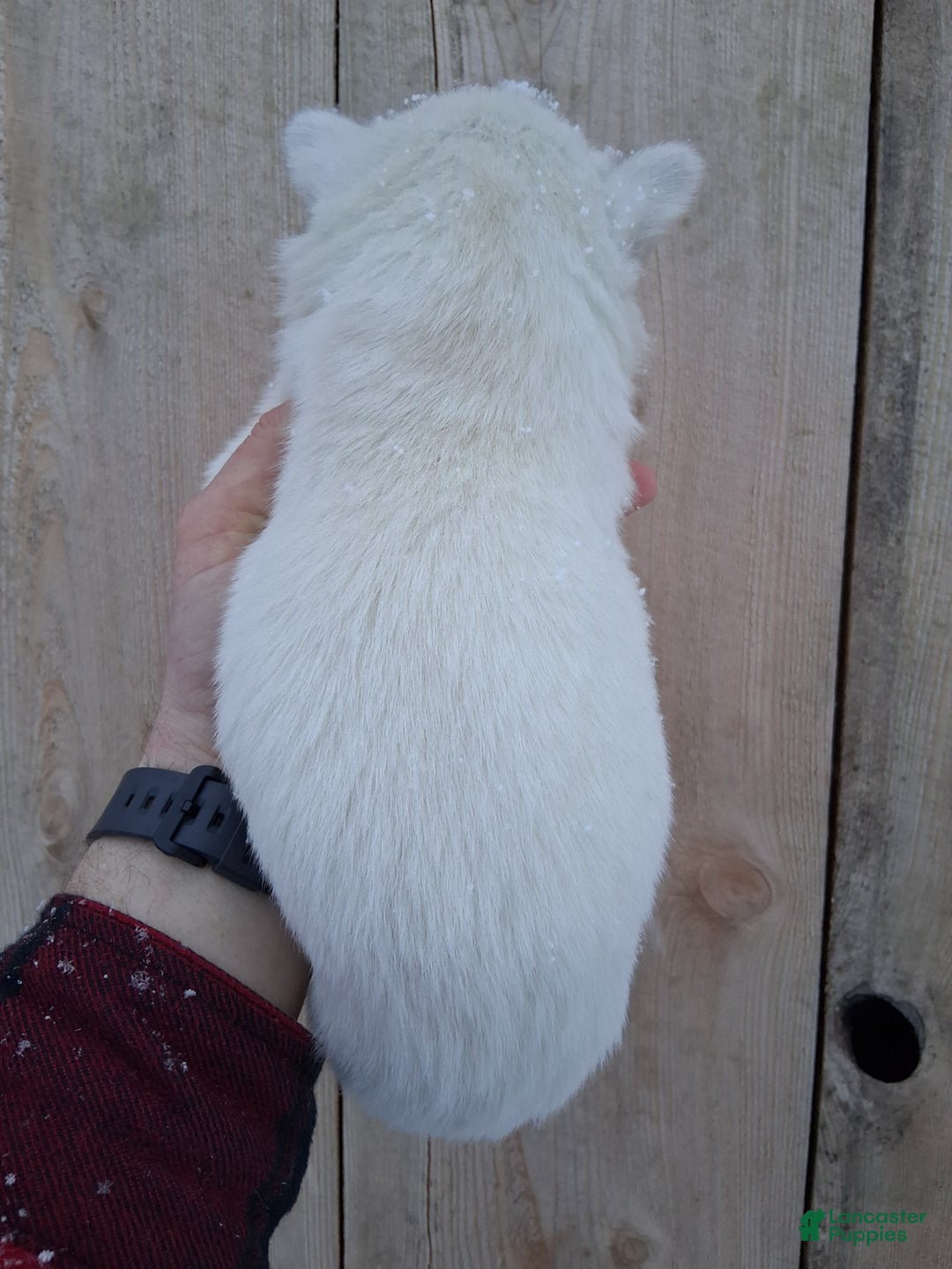 Siberian Husky dogs for sale: Snow White  - Ad 2